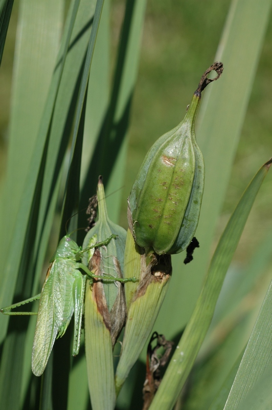 Image of Iris halophila specimen.