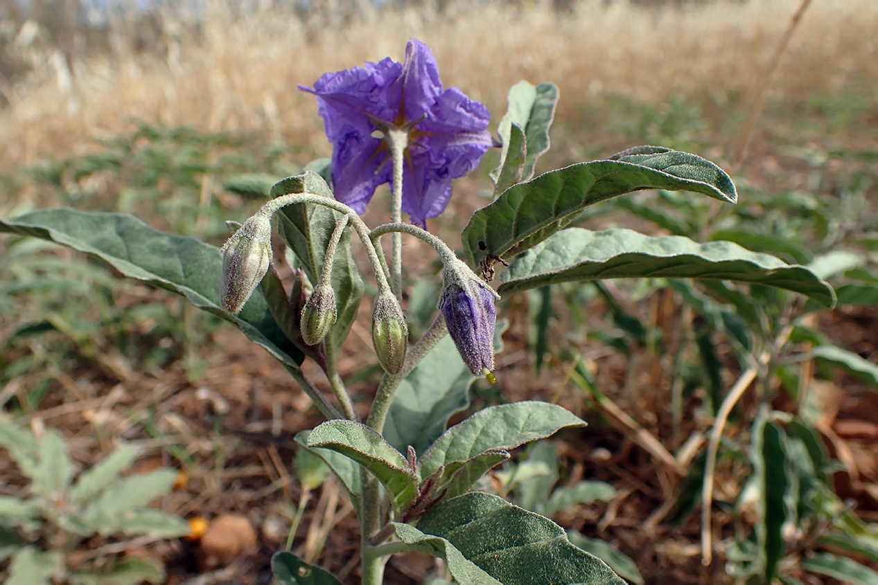 Изображение особи Solanum elaeagnifolium.