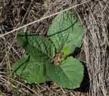 genus Verbascum