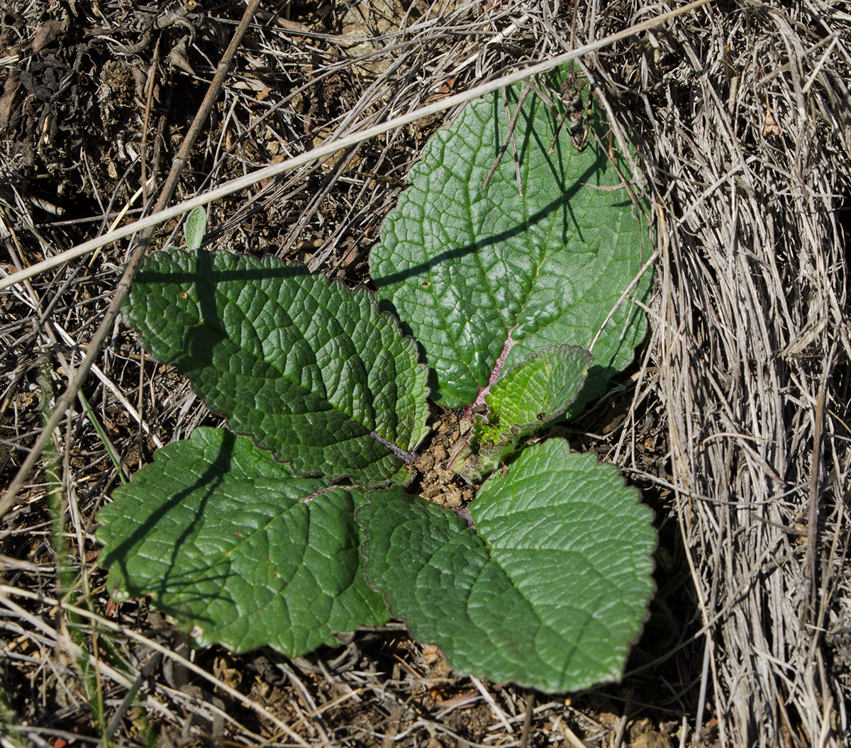 Image of genus Verbascum specimen.