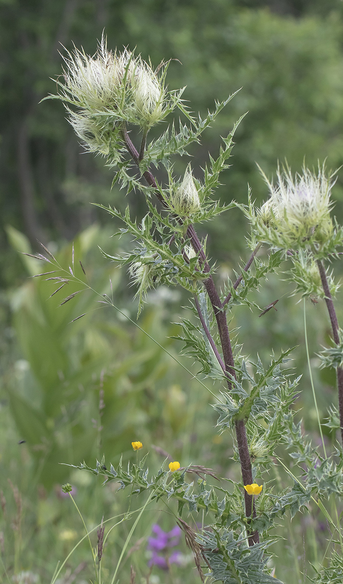 Image of Cirsium obvallatum specimen.