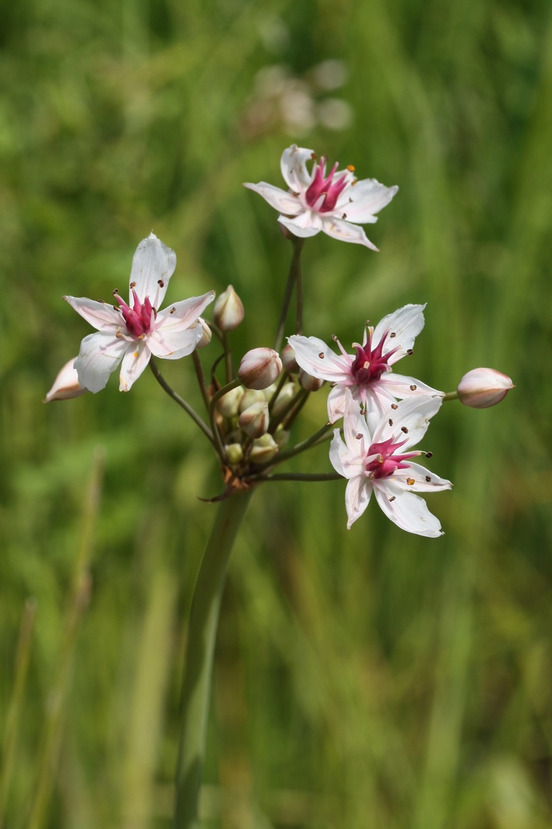 Image of Butomus umbellatus specimen.