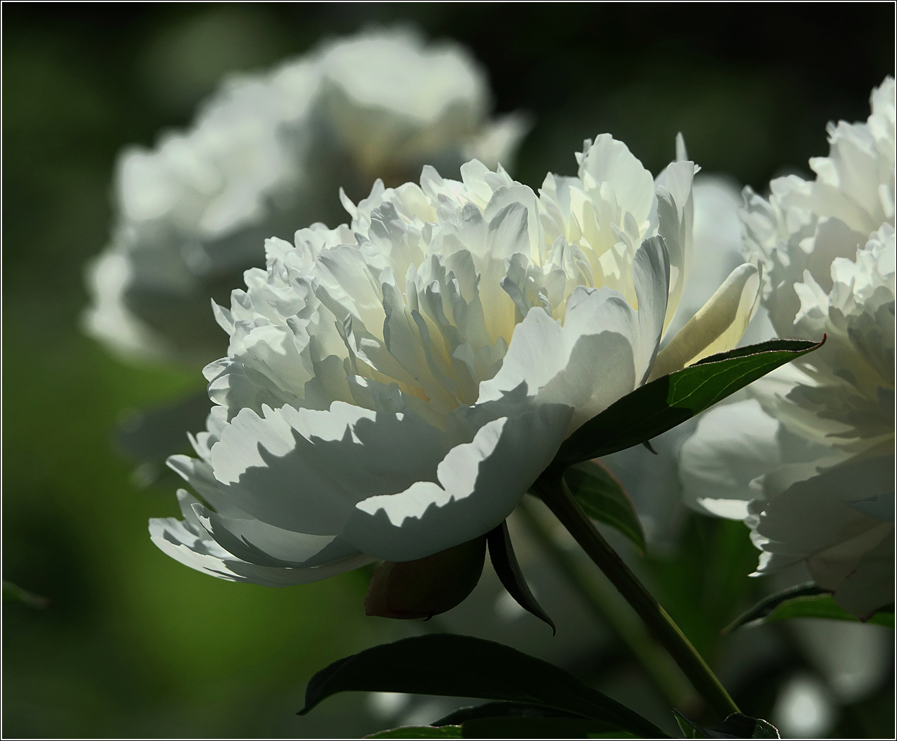 Image of Paeonia lactiflora specimen.