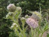 Cirsium echinus. Верхушки побегов с соцветиями-корзинками. Республика Северная Осетия-Алания, Алагирский р-н, Большой Кавказ, Скалистый хребет, южный склон в р-не Ходского перевала, субальпийский пояс, ≈ 2040 м н.у.м., обочина грунтовой дороги. 01.07.2021.