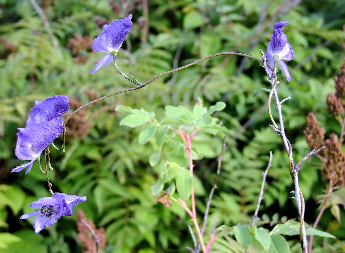 Изображение особи Aconitum consanguineum.