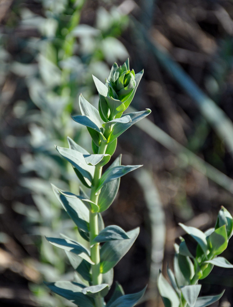 Image of Linaria genistifolia specimen.