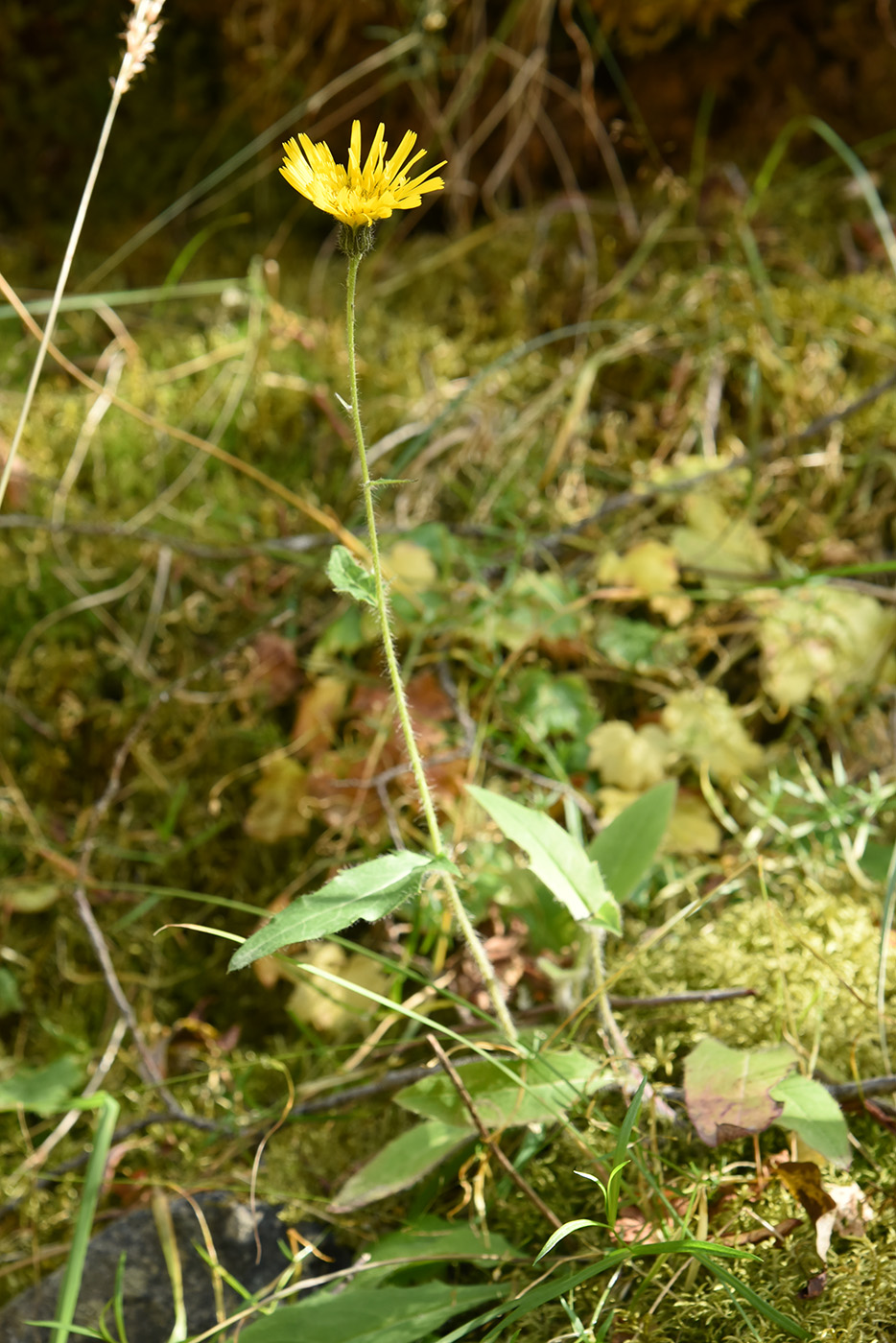 Image of Hieracium korshinskyi specimen.