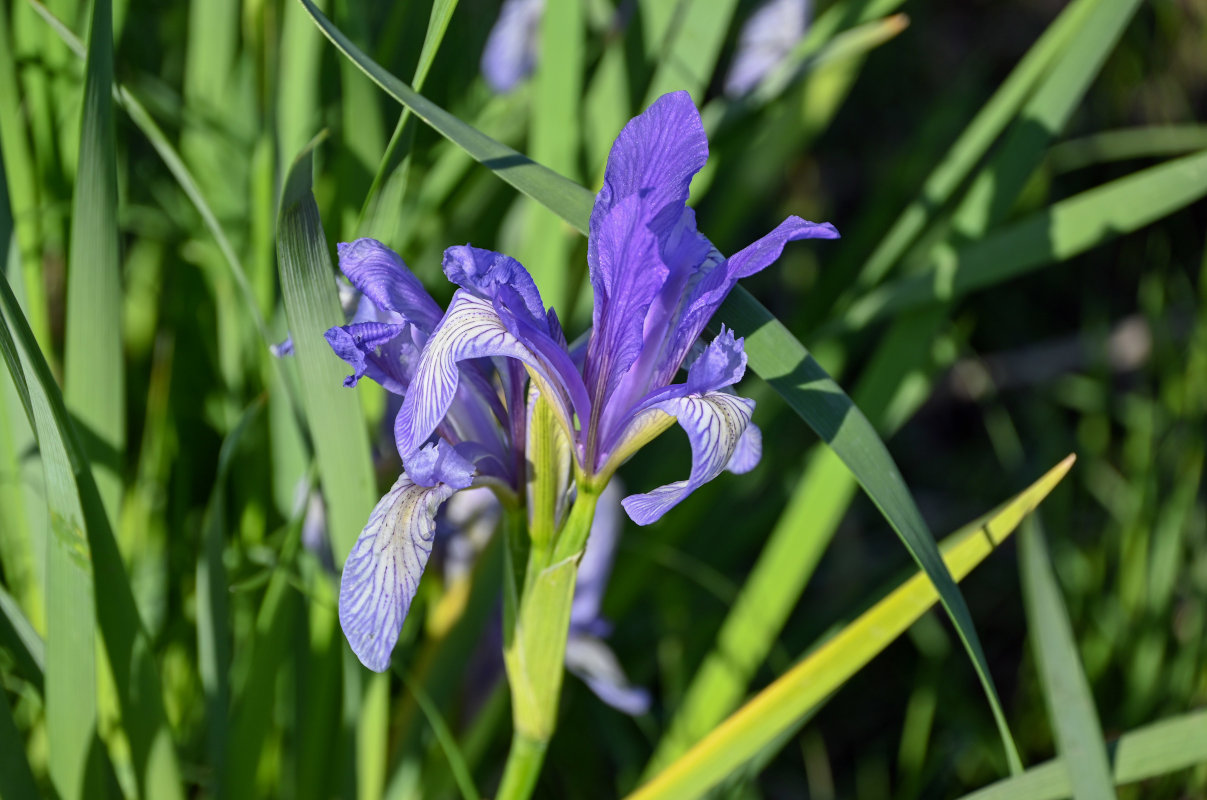 Изображение особи Iris biglumis.