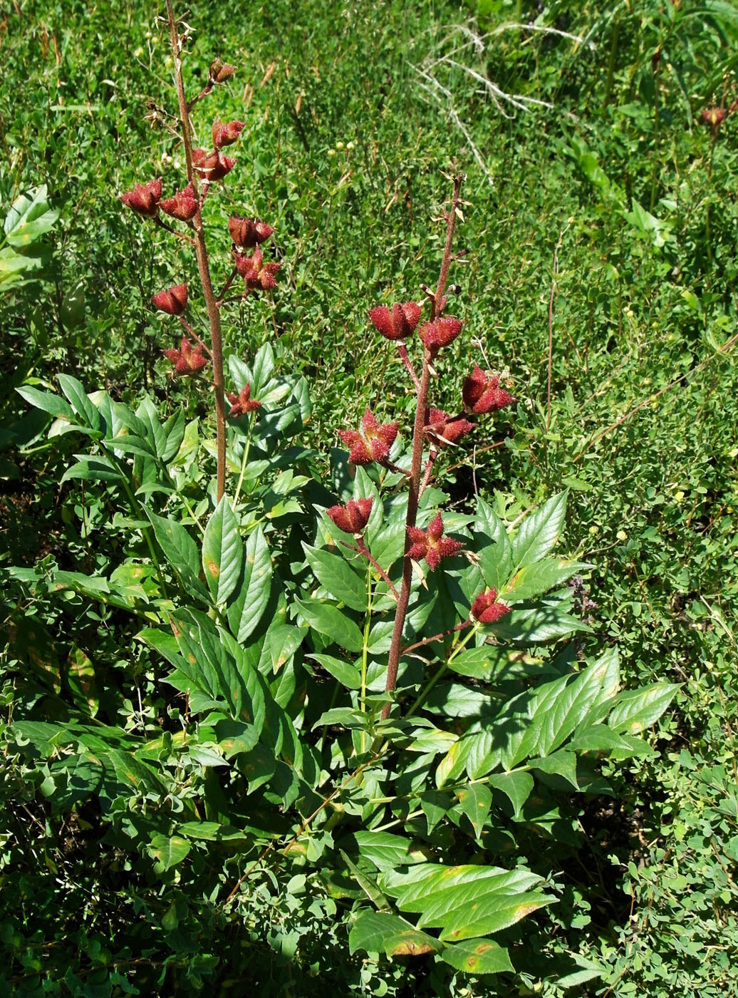 Изображение особи Dictamnus angustifolius.