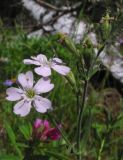 Lychnis sibirica. Верхняя часть растения с цветками и завязавшимися плодами. Читинская обл., Дульдургинский р-н, окр. пос. Ара-Иля. 02.07.2004.