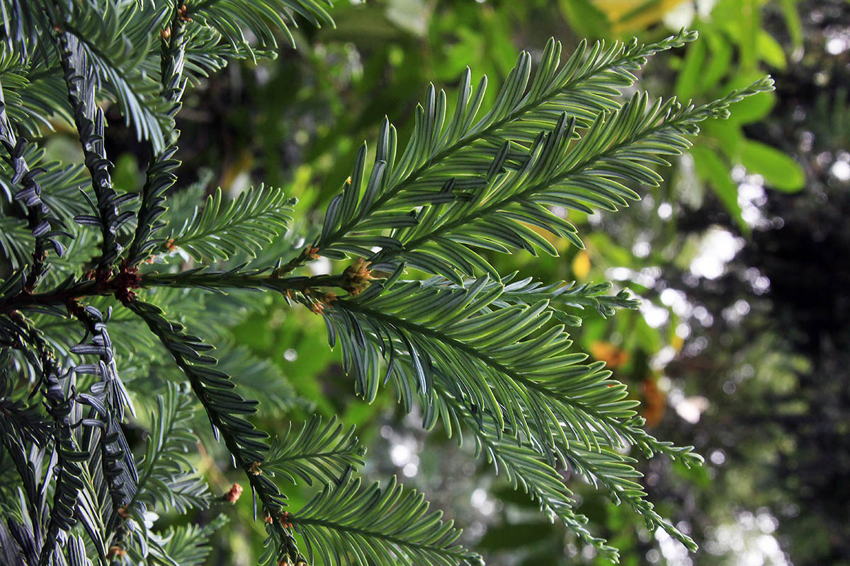 Изображение особи Sequoia sempervirens.