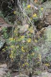 семейство Asteraceae. Цветущее растение. Бутан, дзонгхаг Монгар, национальный парк \"Phrumsengla\". 05.05.2019.