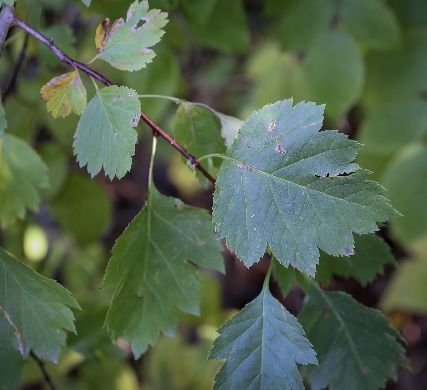 Image of Crataegus sanguinea specimen.