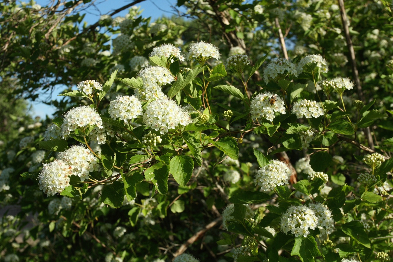 Изображение особи Physocarpus opulifolius.