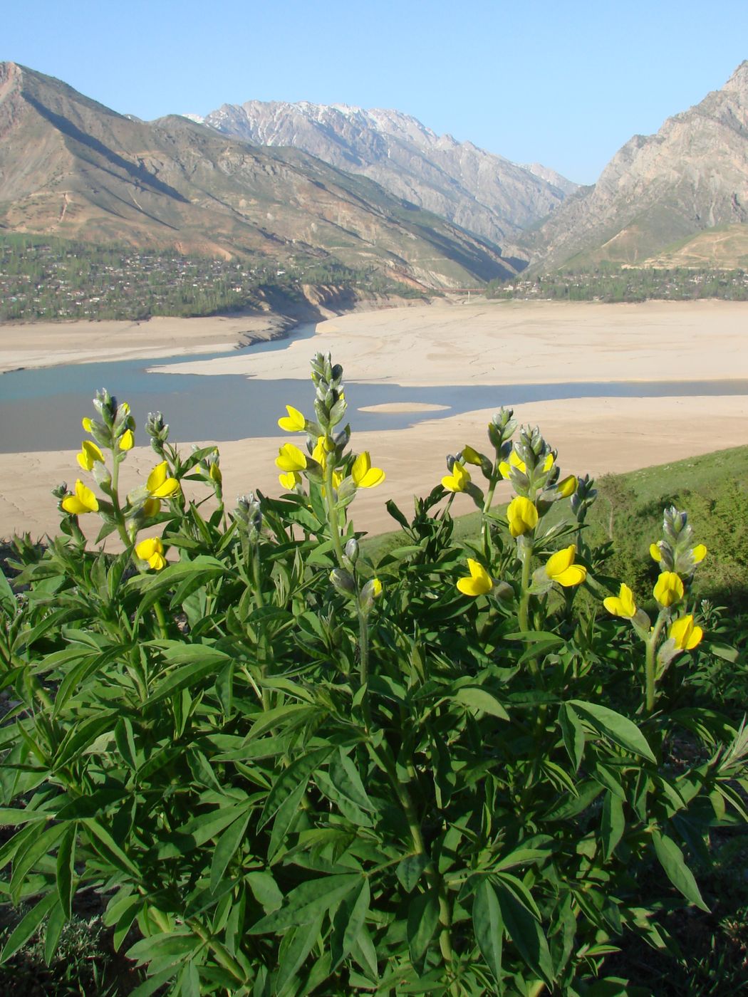 Image of Thermopsis alterniflora specimen.