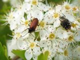 genus Crataegus. Цветки, посещаемые жуками Omophlus sp. и Tropinota hirta. ДНР, г. Донецк, балка Бирючья, опушка дубравы. 22.05.2021.