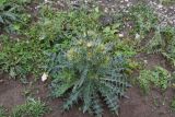 genus Cirsium. Цветущее растение. Республика Ингушетия, Джейрахский р-н, окр. альплагеря \"Кязи\", выс. ок. 1980 м н.у.м., склон, который образовался после строительства дороги. 23 июня 2022 г.