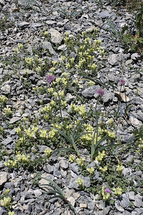 Image of Scutellaria linczewskii specimen.