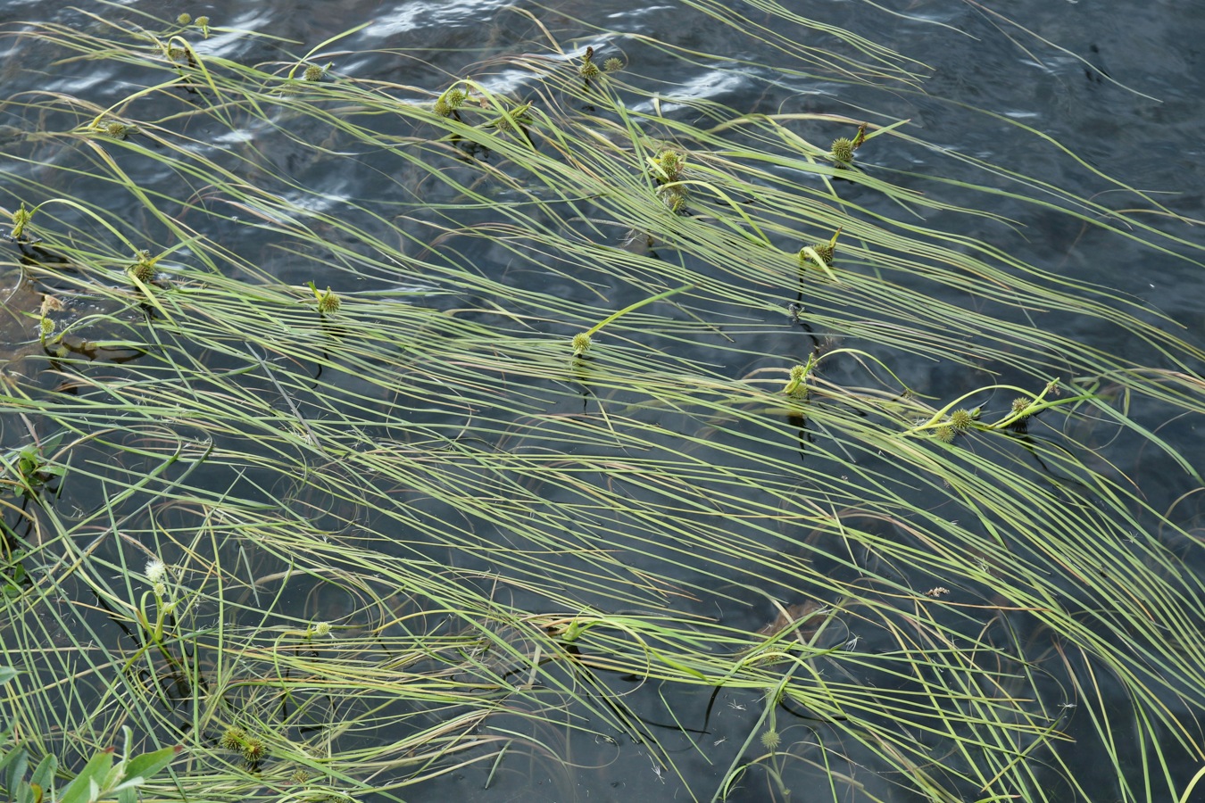 Изображение особи Sparganium angustifolium.