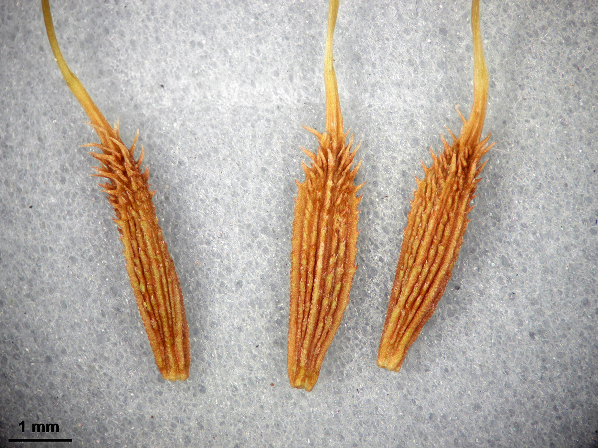 Image of genus Taraxacum specimen.