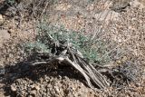 genus Artemisia. Вегетирующее старое растение. Узбекистан, Каракалпакия, хр. Султан-Уиздаг, щебнистый склон. 8 апреля 2023 г.