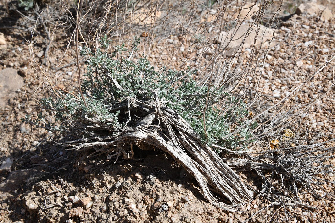 Image of genus Artemisia specimen.