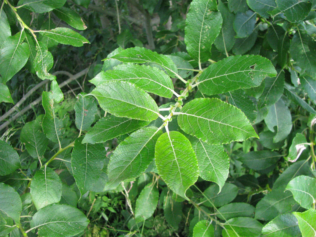 Image of Salix myrsinifolia specimen.