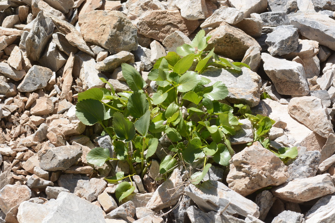 Image of Angelica ternata specimen.