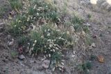 Astragalus willisii
