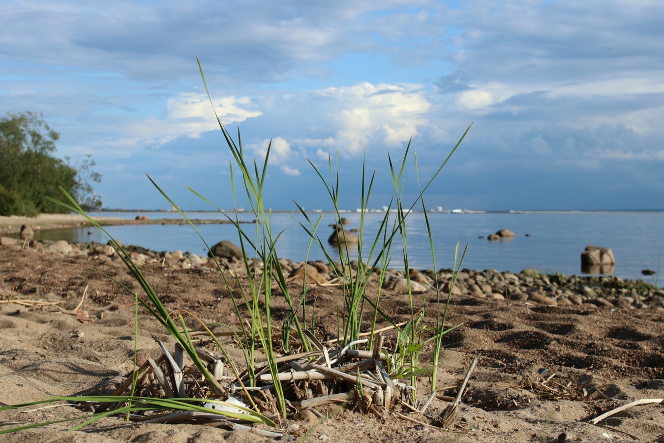 Image of Typha angustifolia specimen.