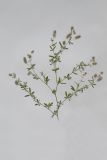 Trifolium arvense. Цветущее растение. Республика Молдова, пригород Кишинёва. 24 июня 2010 г.