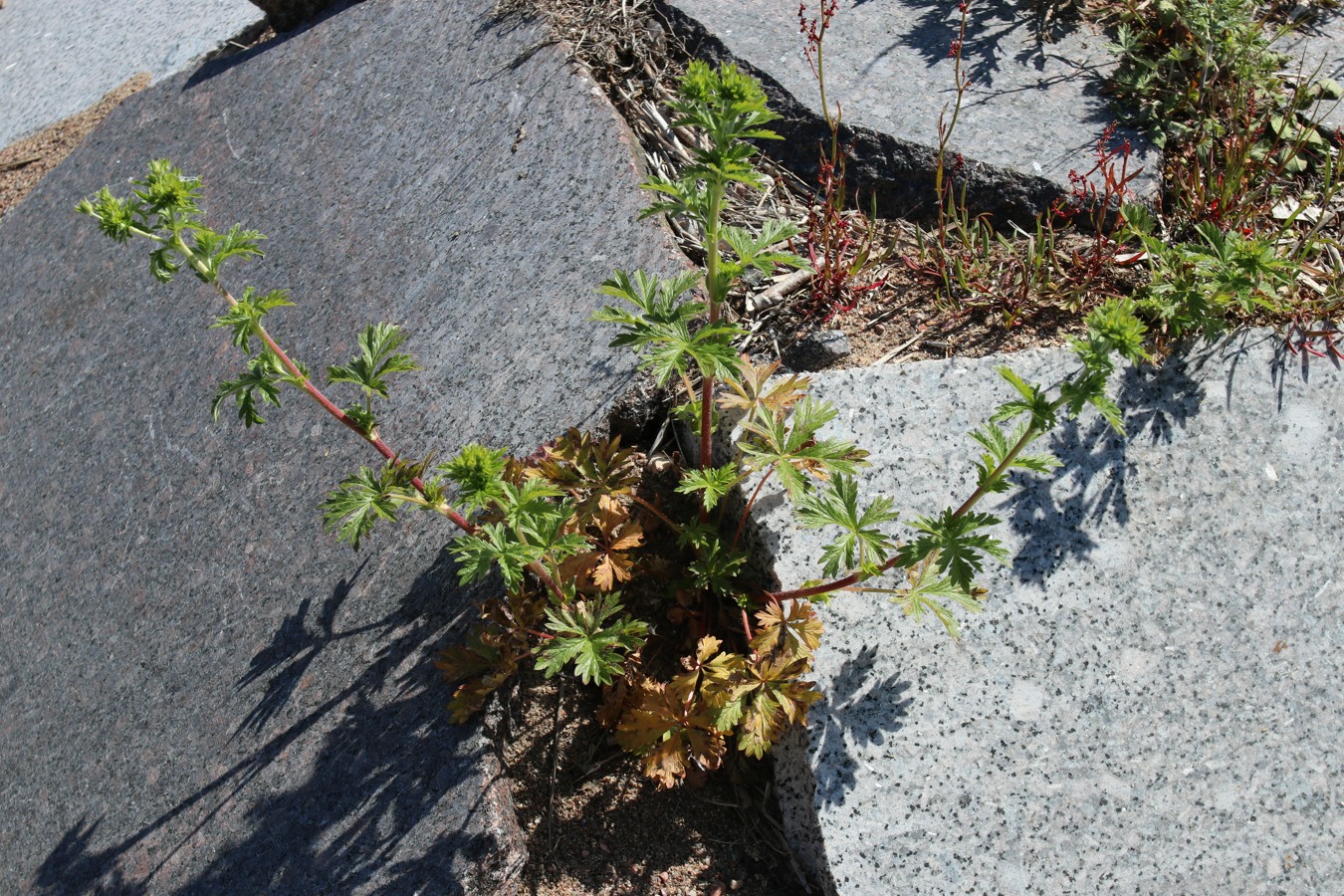 Изображение особи Potentilla intermedia.