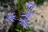 Lactuca sibirica. Соцветия. Красноярский край, Туруханский р-н, г. Игарка, между бетонных плит, у дороги. 28.07.2023.