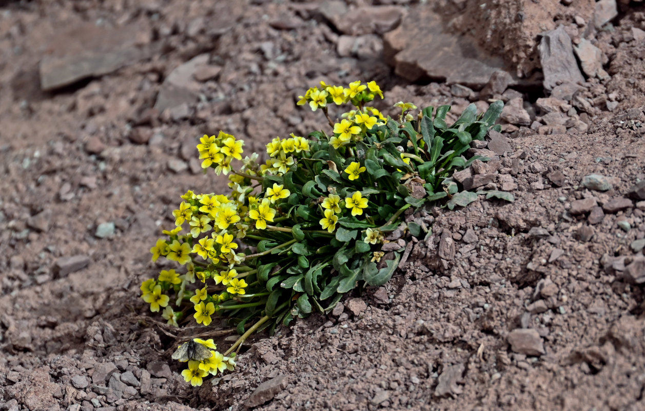 Image of Chorispora macropoda specimen.