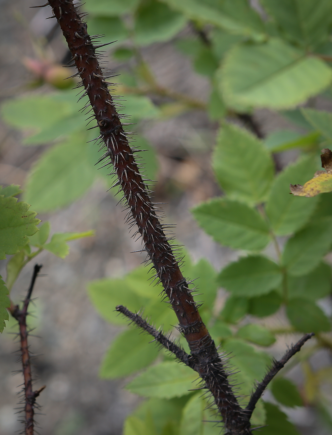 Image of Rosa acicularis specimen.