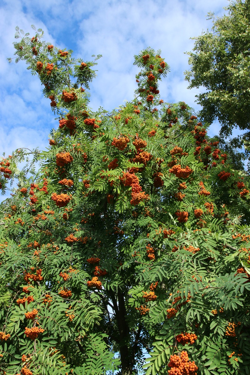 Image of Sorbus aucuparia specimen.