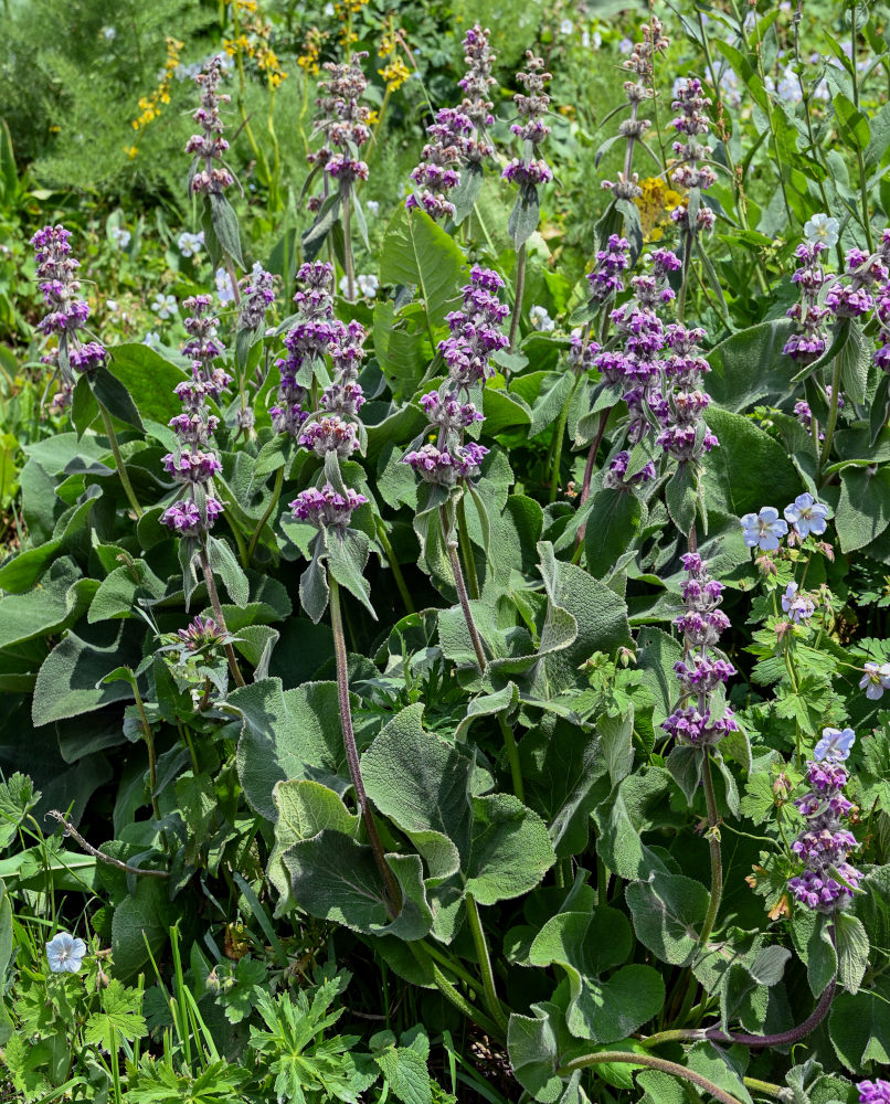 Изображение особи Phlomoides oreophila.