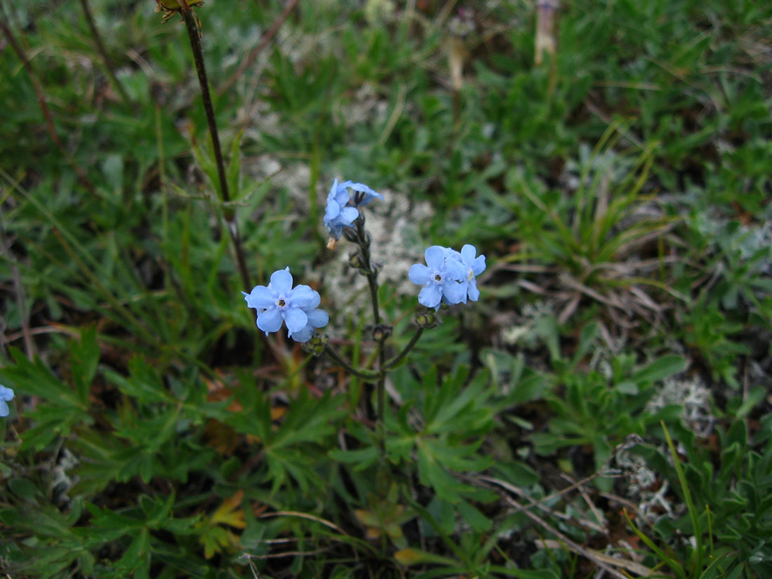 Изображение особи Eritrichium caucasicum.