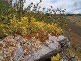 Sedum acre