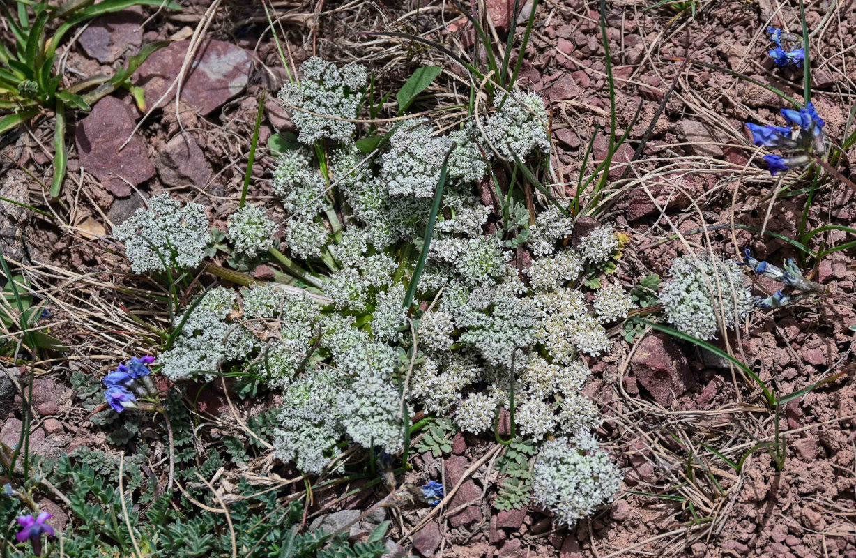 Image of Lomatocarpa albomarginata specimen.