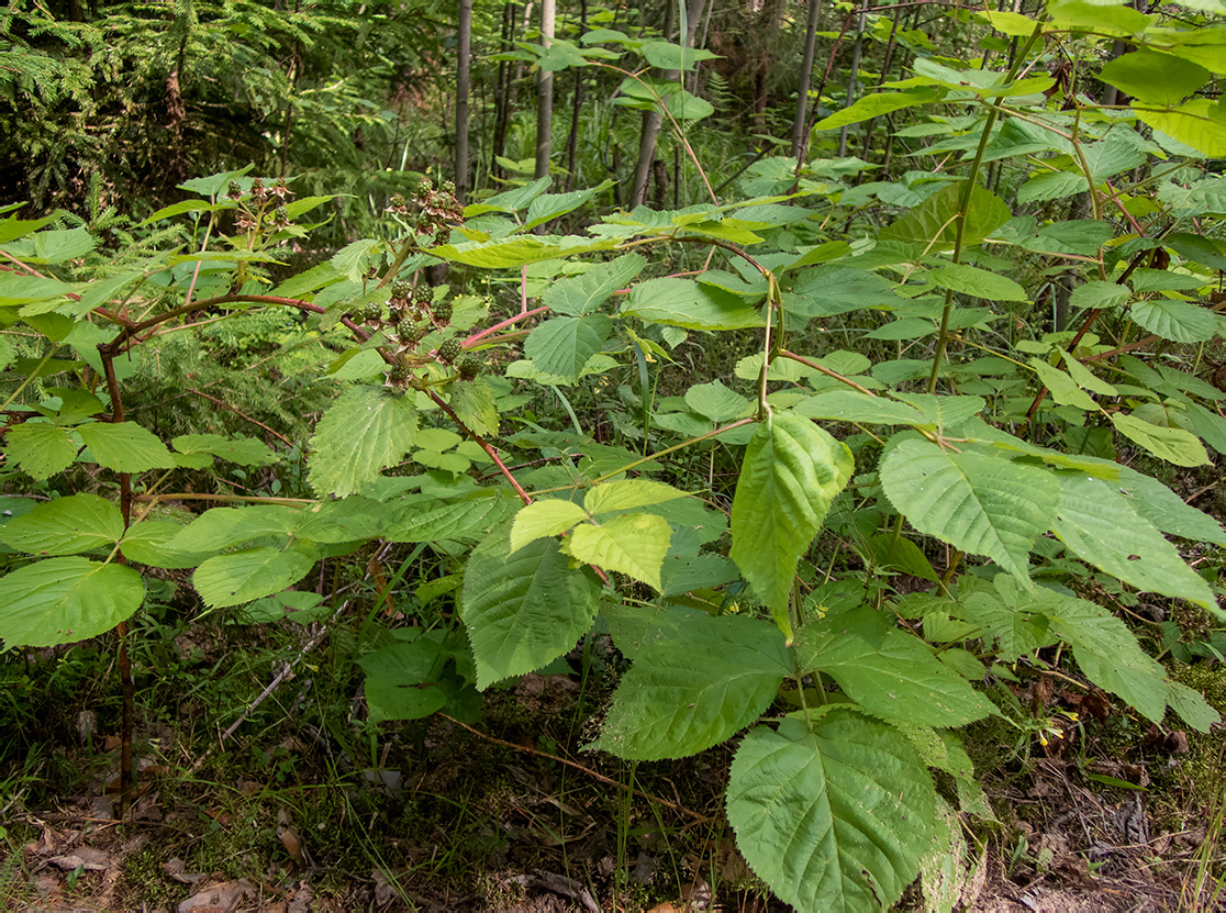 Изображение особи Rubus allegheniensis.