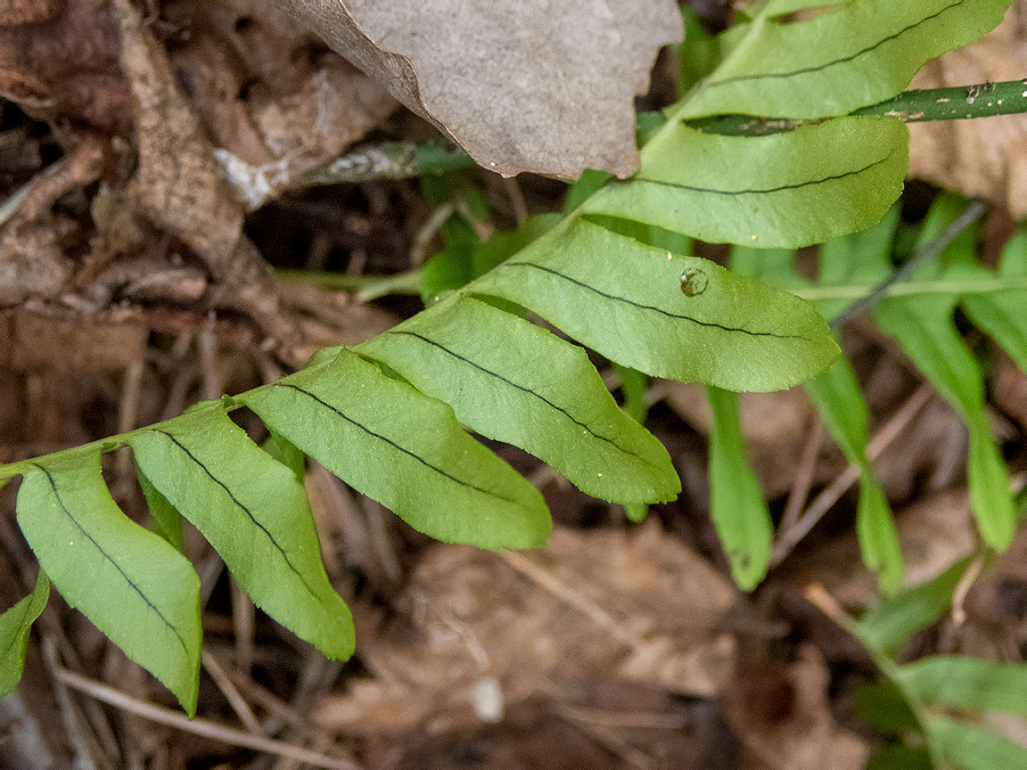 Изображение особи Polypodium vulgare.