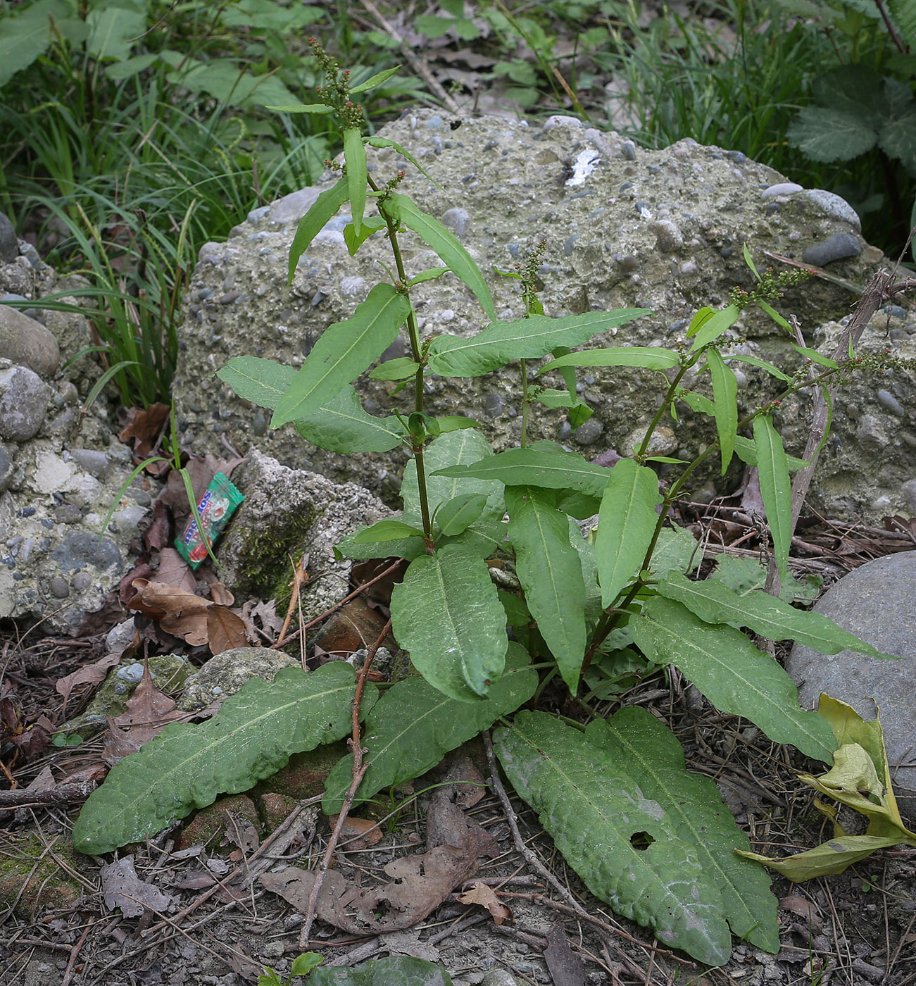 Изображение особи род Rumex.