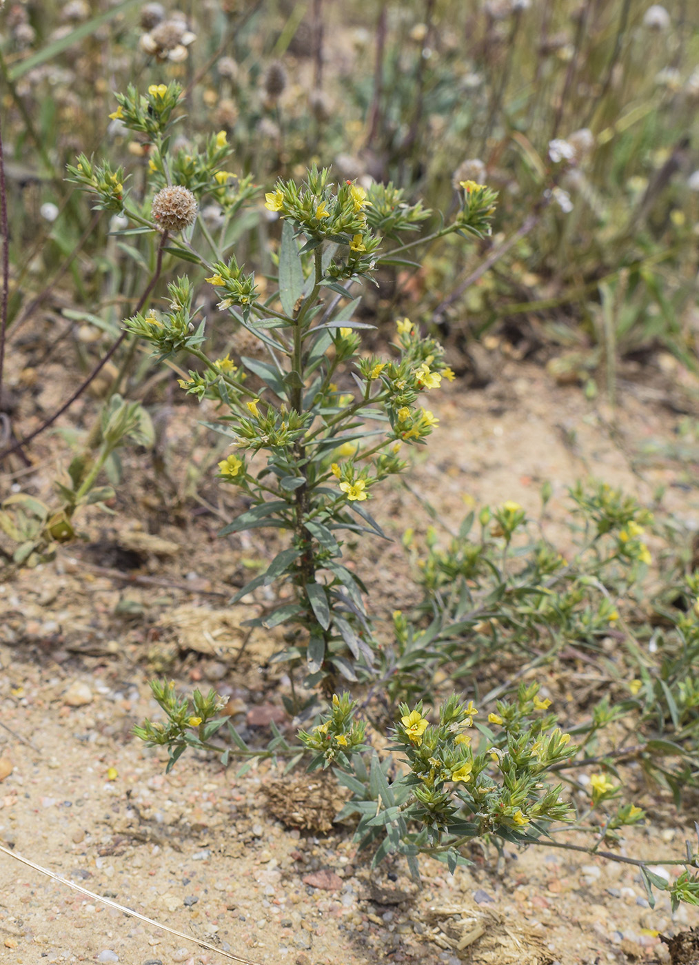 Изображение особи Linum strictum.