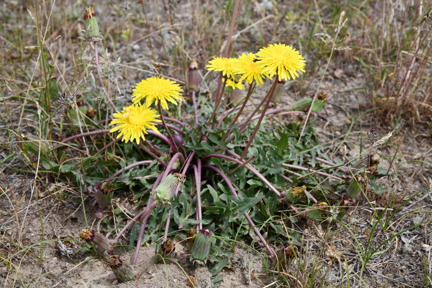 Изображение особи род Taraxacum.