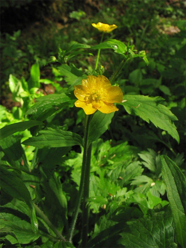 Изображение особи Ranunculus lanuginosus.