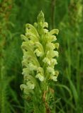 Pedicularis kaufmannii. Верхушка соцветия. Нижегородская обл., г. Арзамас, окр. заброшенного садоводства №26, лев. берег р. Тёша, сухой луг, на песке. 07.06.2024.