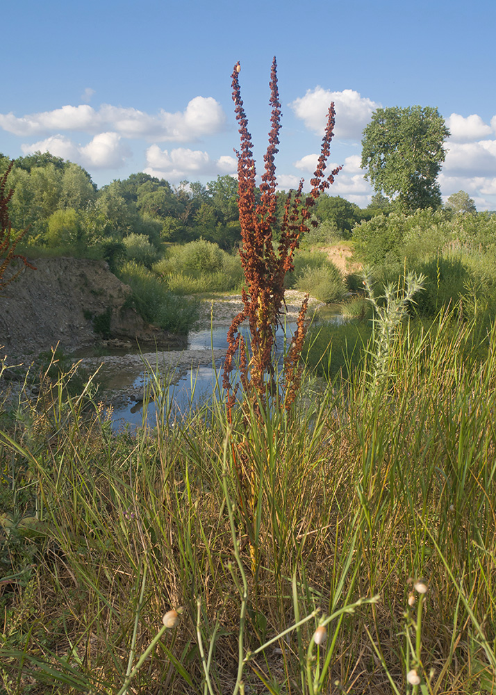 Изображение особи Rumex crispus.