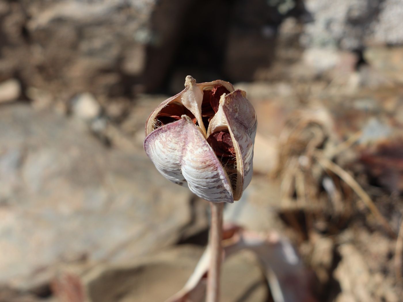 Изображение особи Tulipa korolkowii.