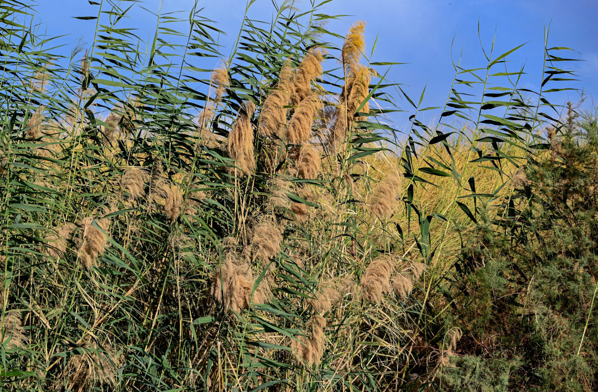 Image of Phragmites australis specimen.